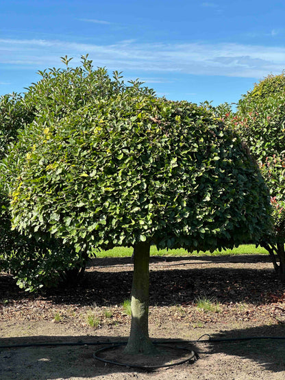 FS TOPIARY #189