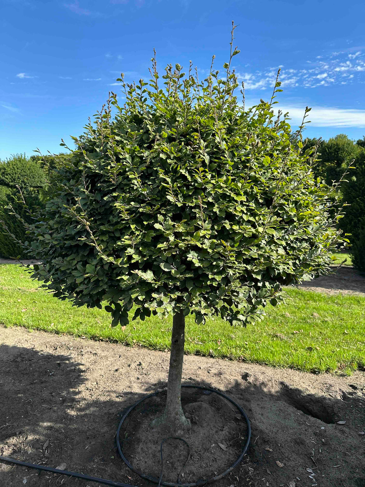 FS TOPIARY #191