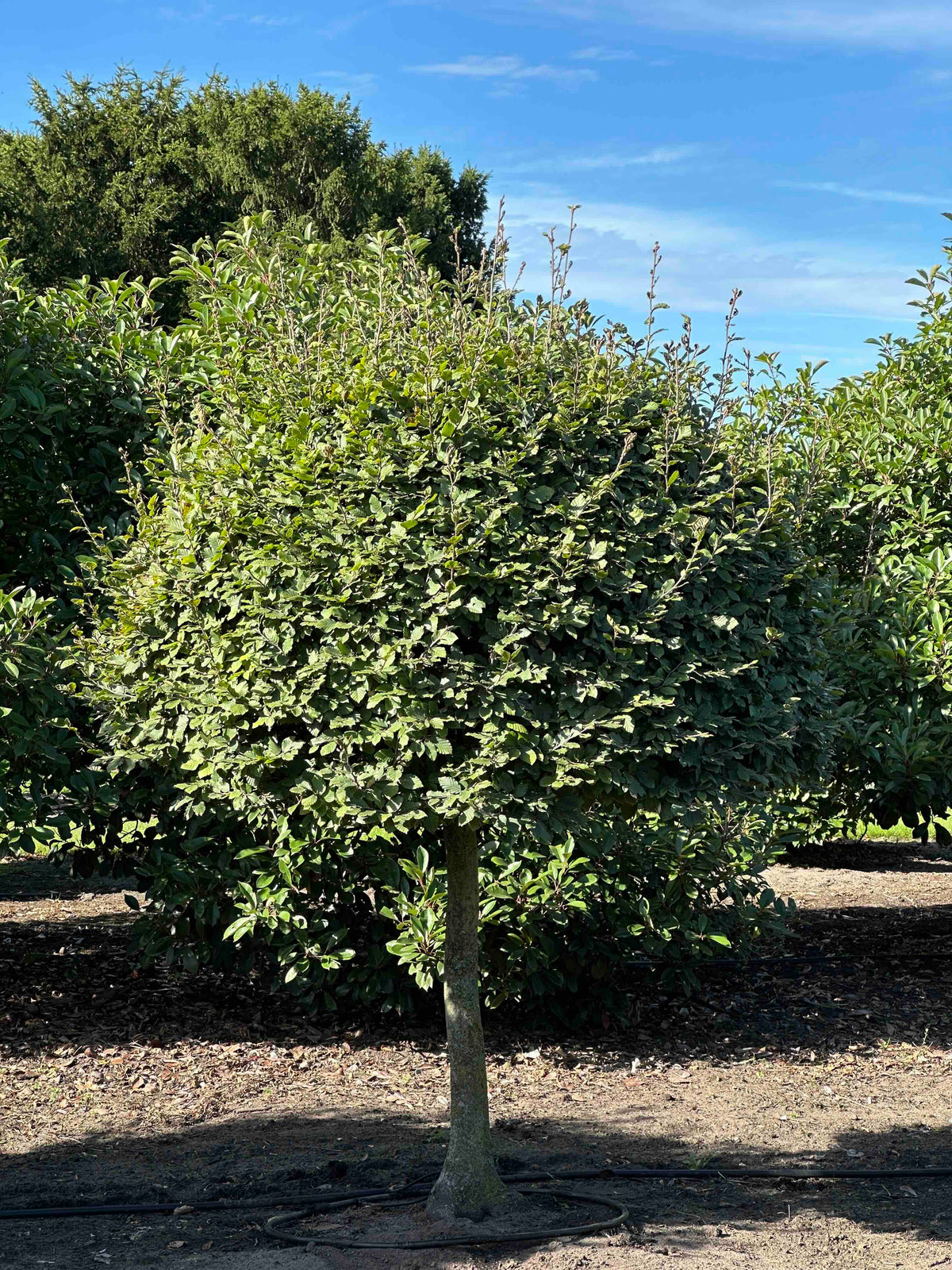 FS TOPIARY #191