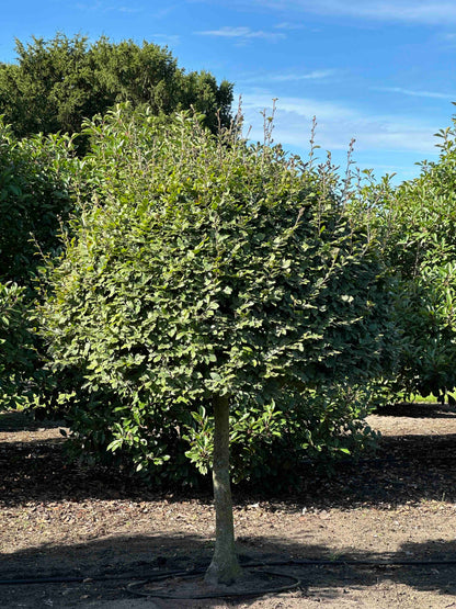 FS TOPIARY #191