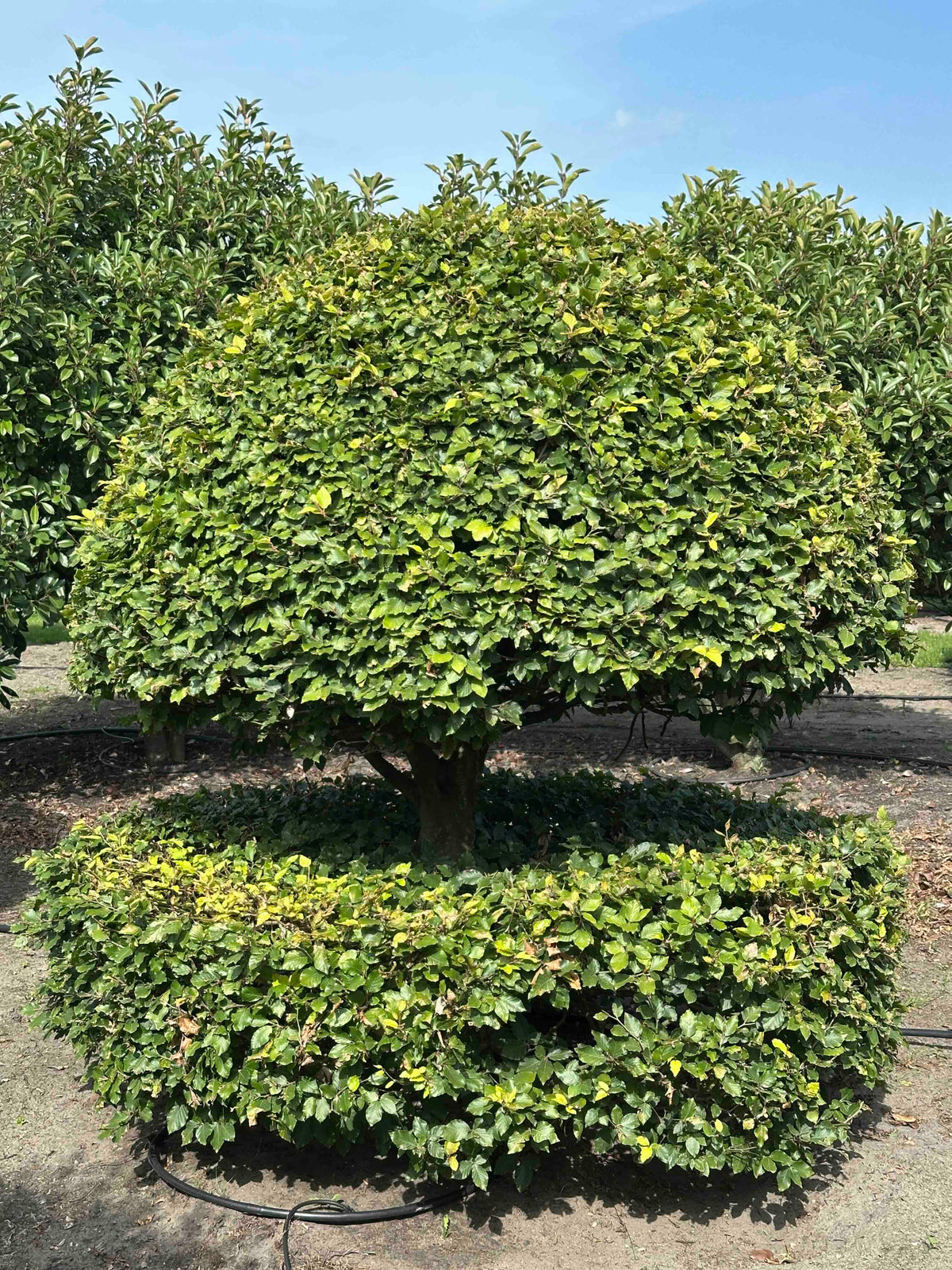FS TOPIARY #192