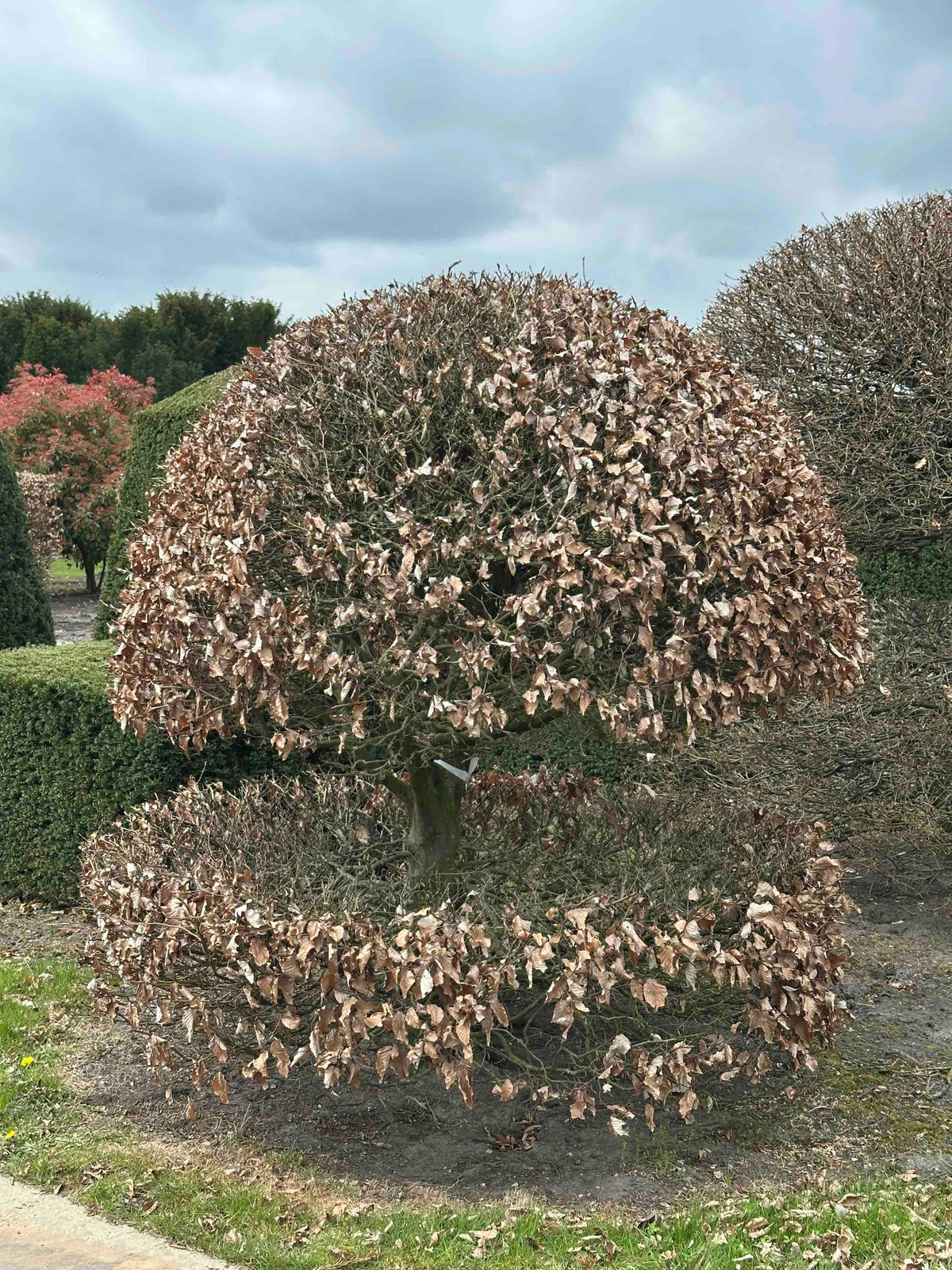 FS TOPIARY #192
