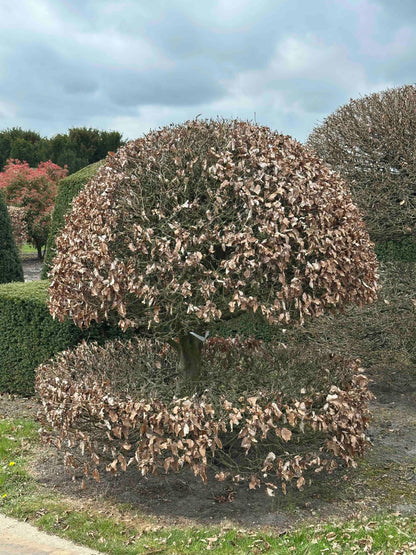 FS TOPIARY #192
