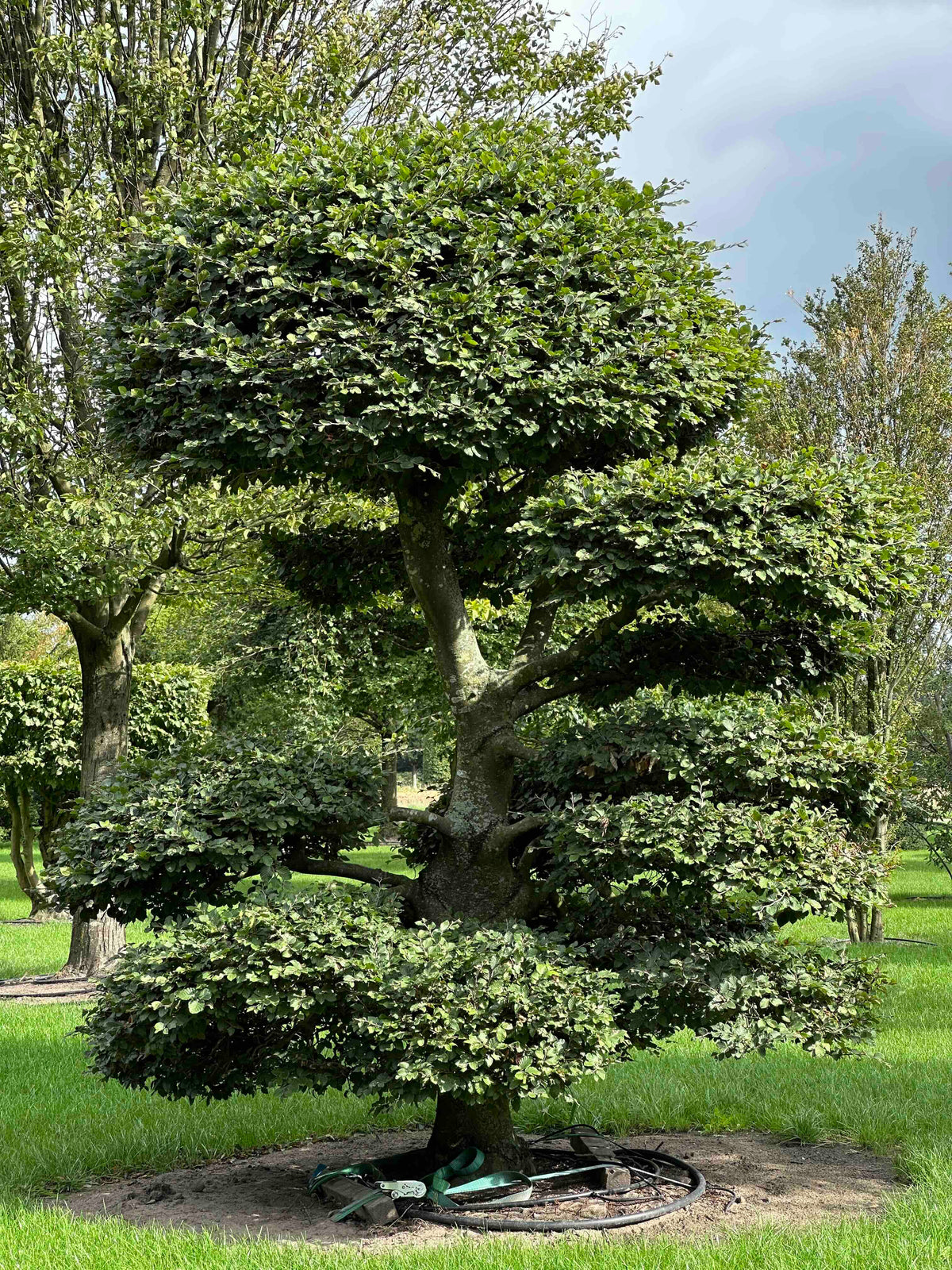 FS TOPIARY #195
