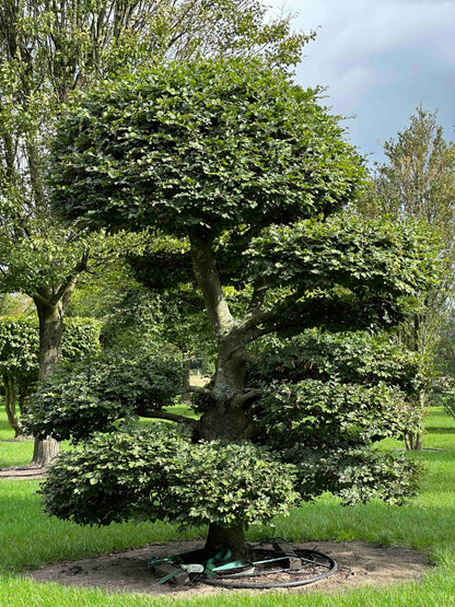 FS TOPIARY #195