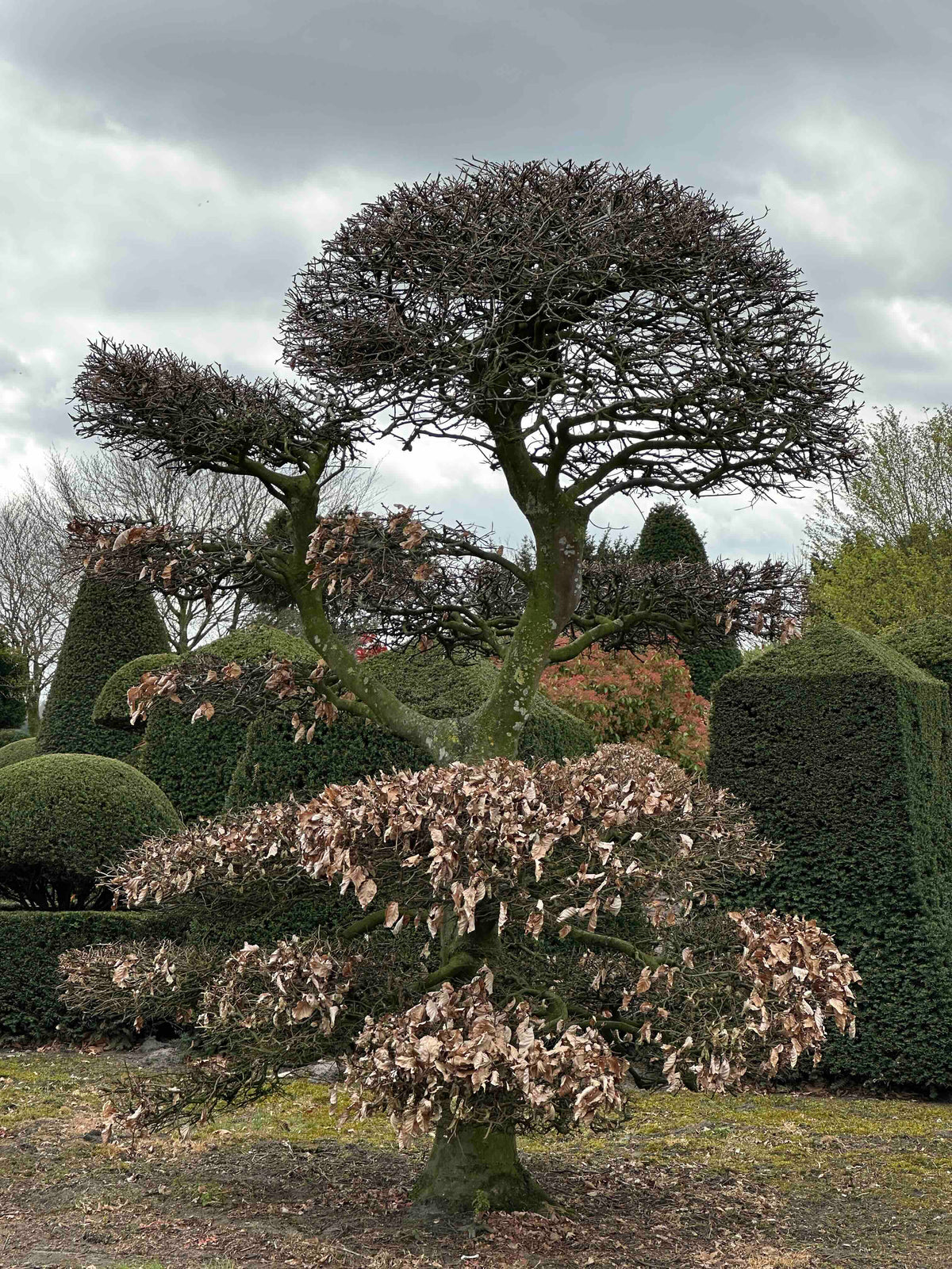 FS TOPIARY #195