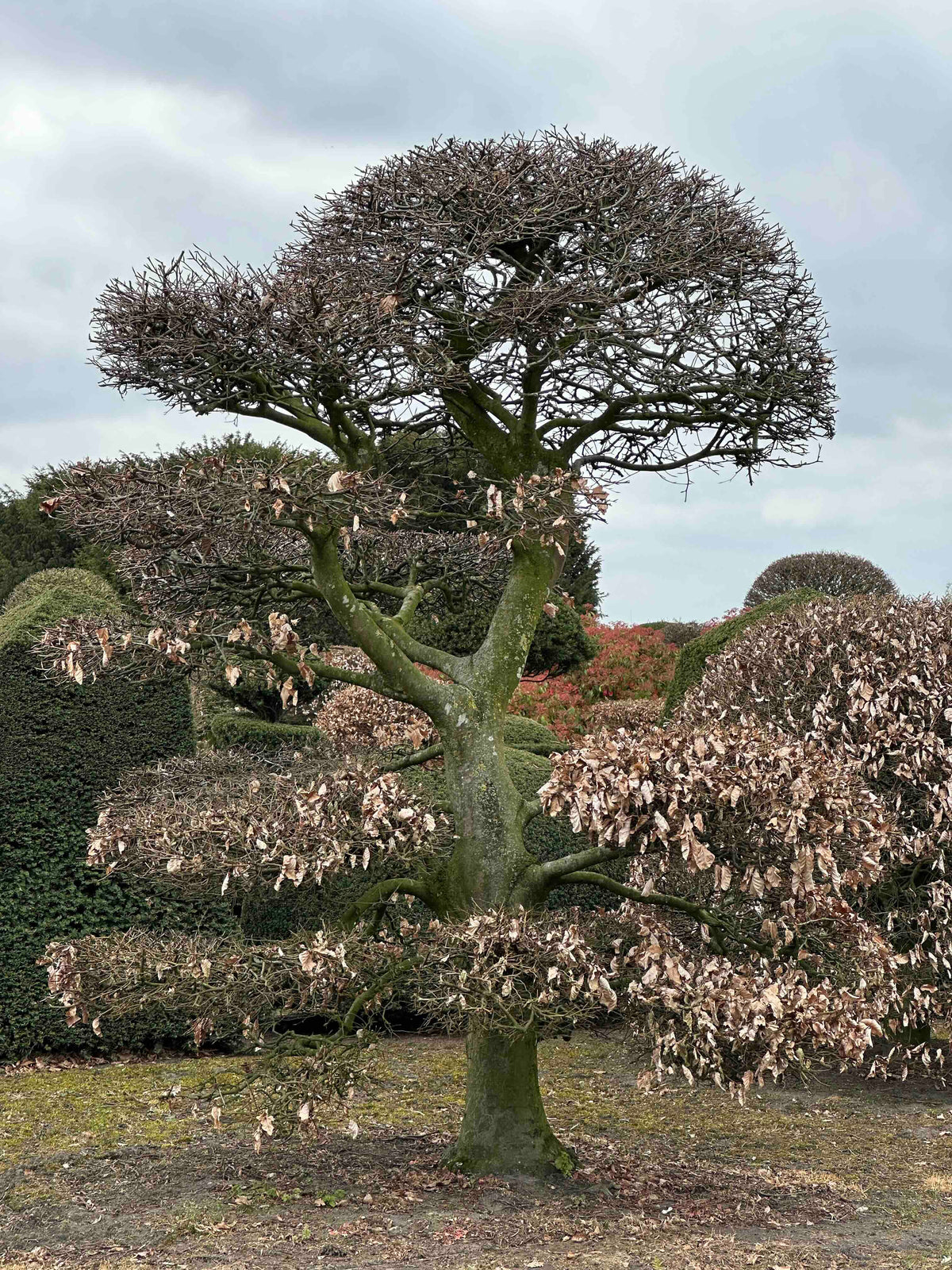 FS TOPIARY #195