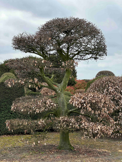 FS TOPIARY #195