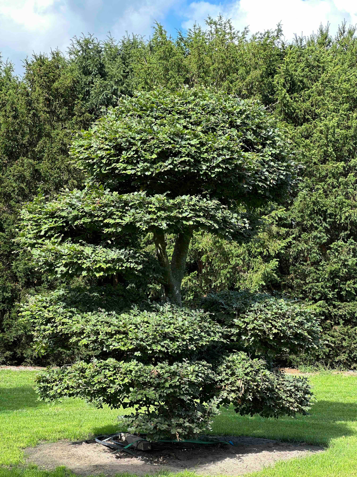 FS TOPIARY #195