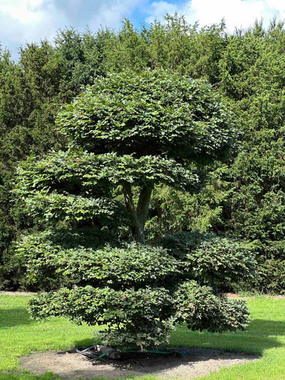 FS TOPIARY #195