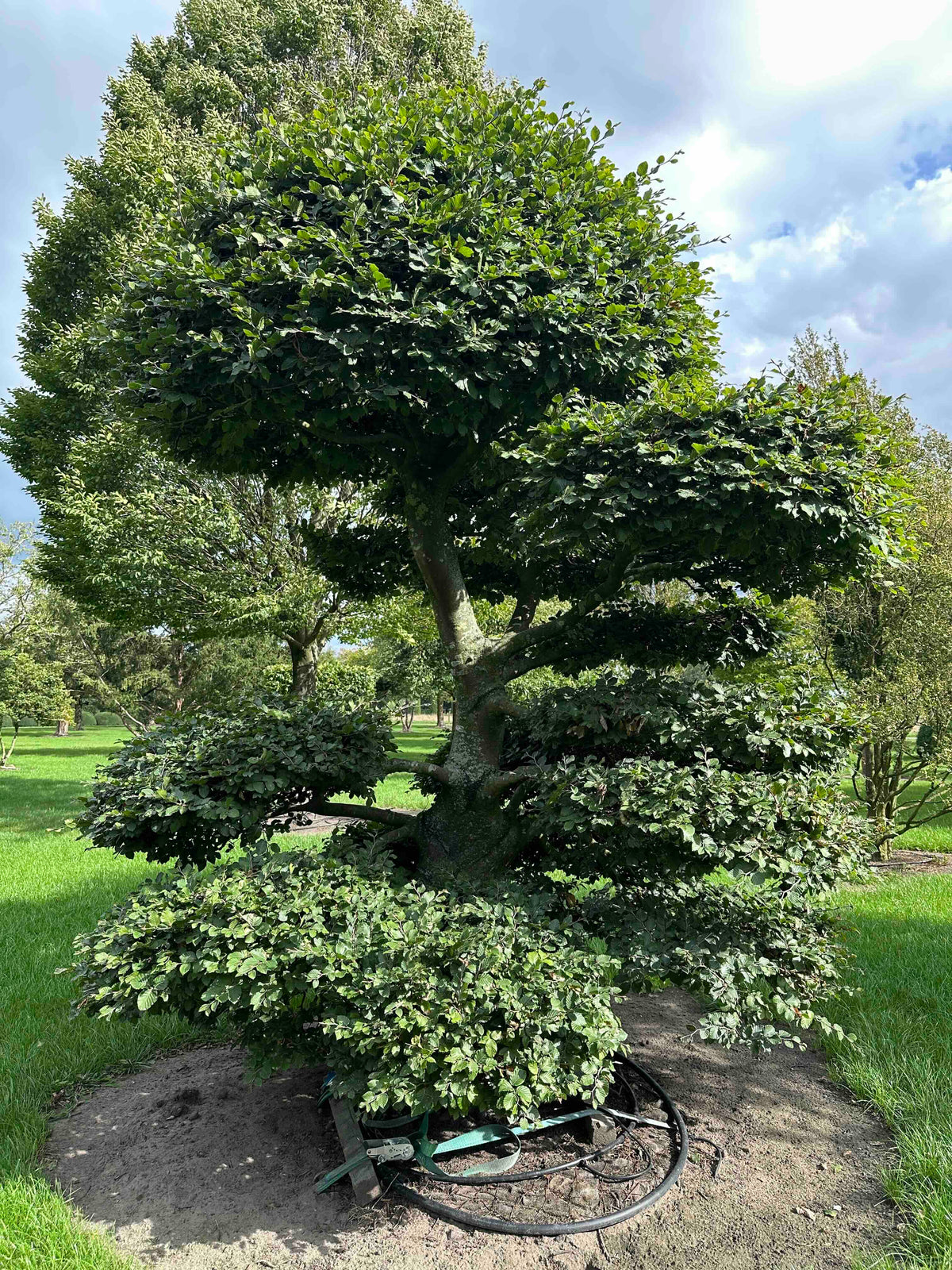 FS TOPIARY #195