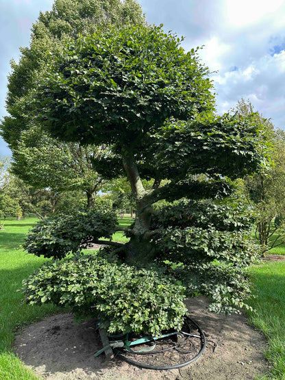 FS TOPIARY #195
