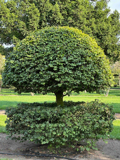 FS TOPIARY #197