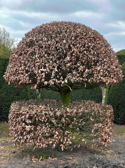 FS TOPIARY #197