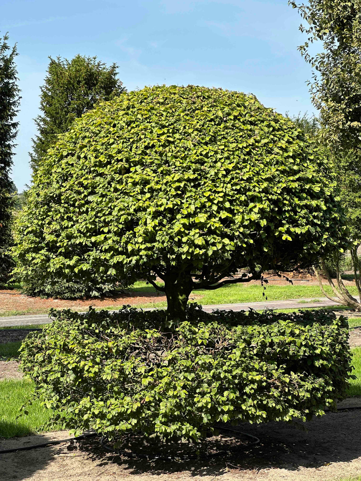 FS TOPIARY #197