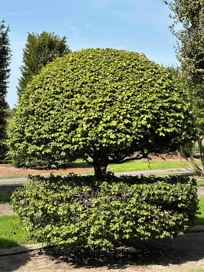 FS TOPIARY #197