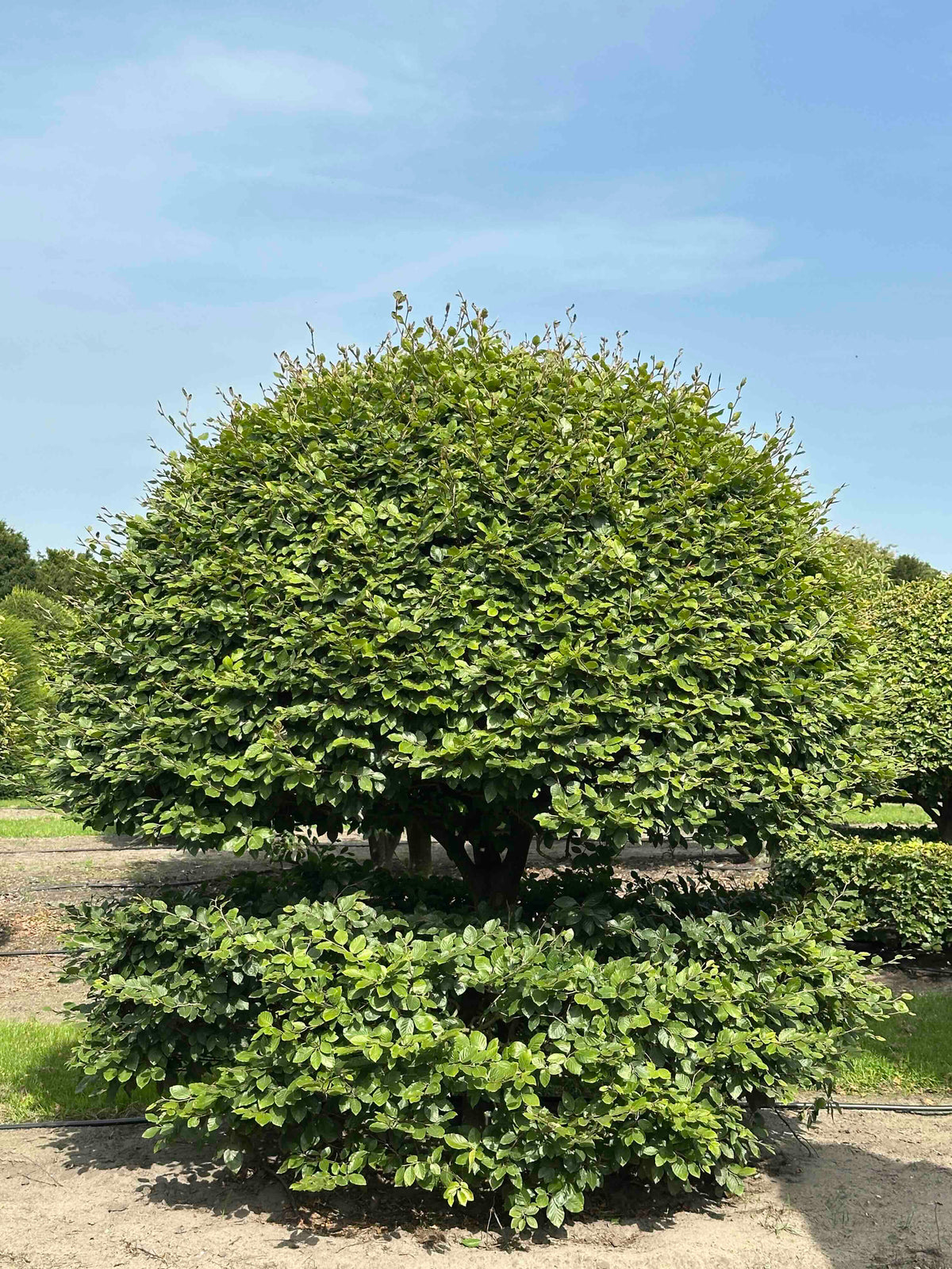 FS TOPIARY #198