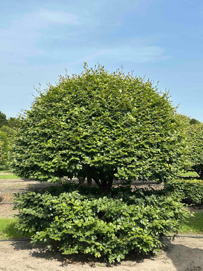 FS TOPIARY #198