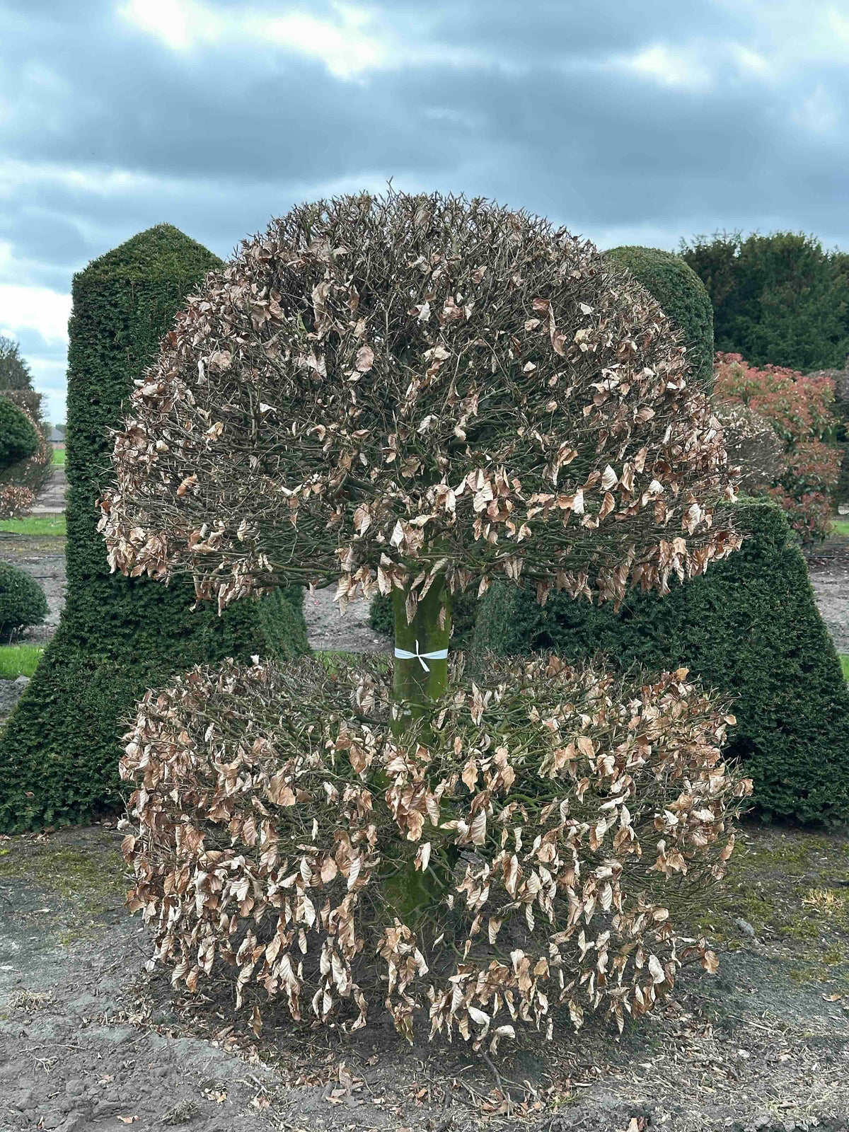 FS TOPIARY #199