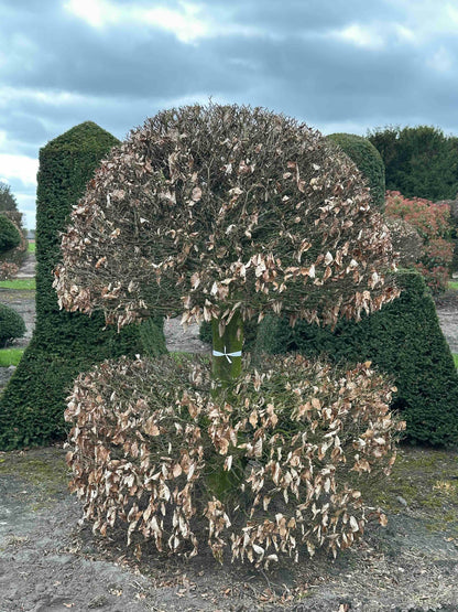 FS TOPIARY #199