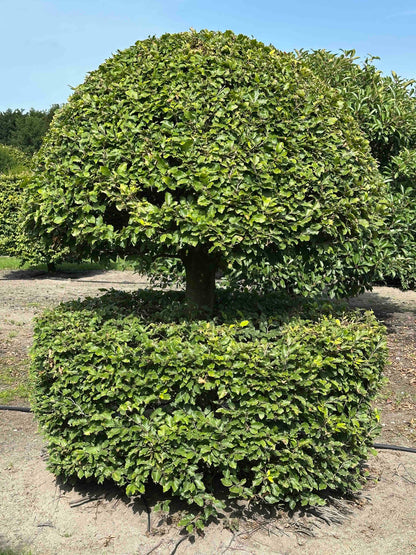 FS TOPIARY #199