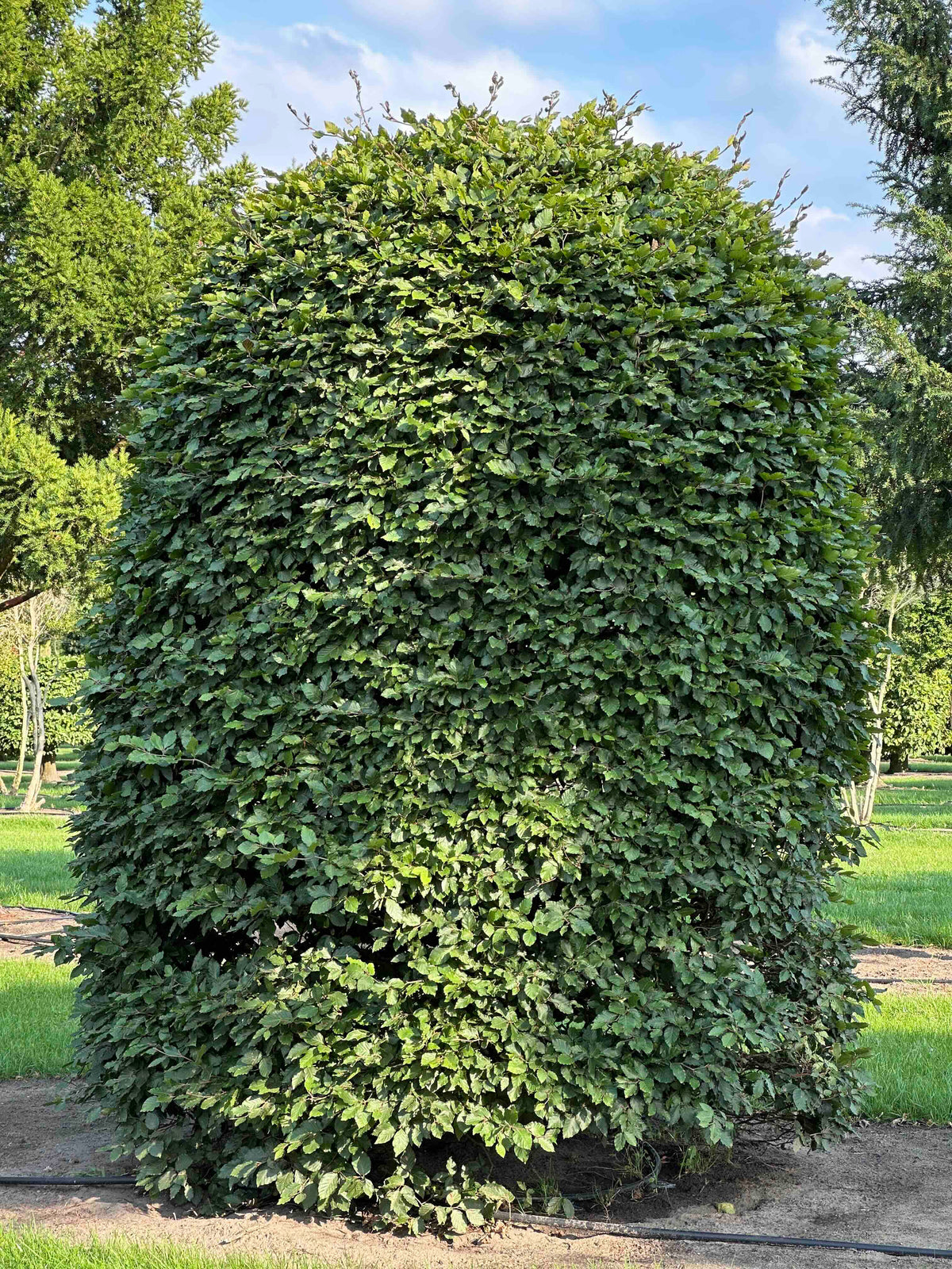 FS TOPIARY #201