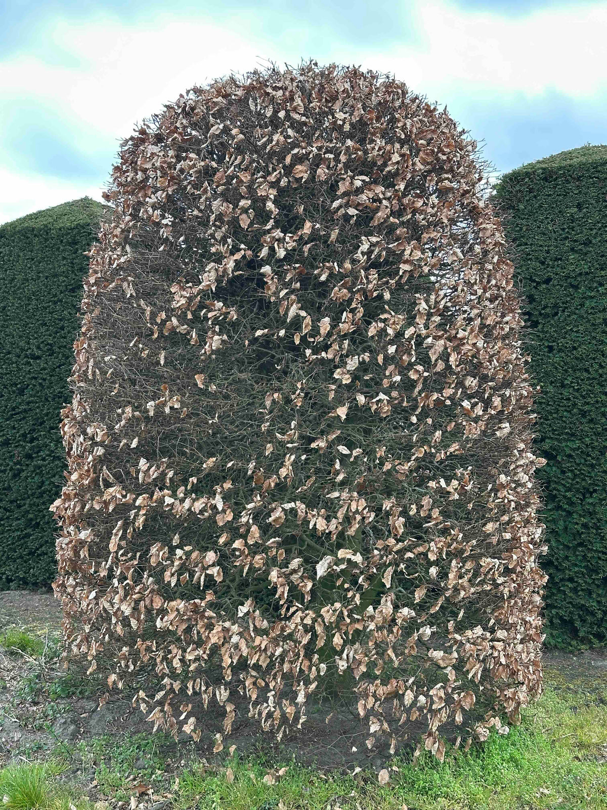 FS TOPIARY #201