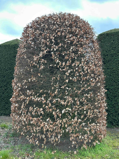 FS TOPIARY #201