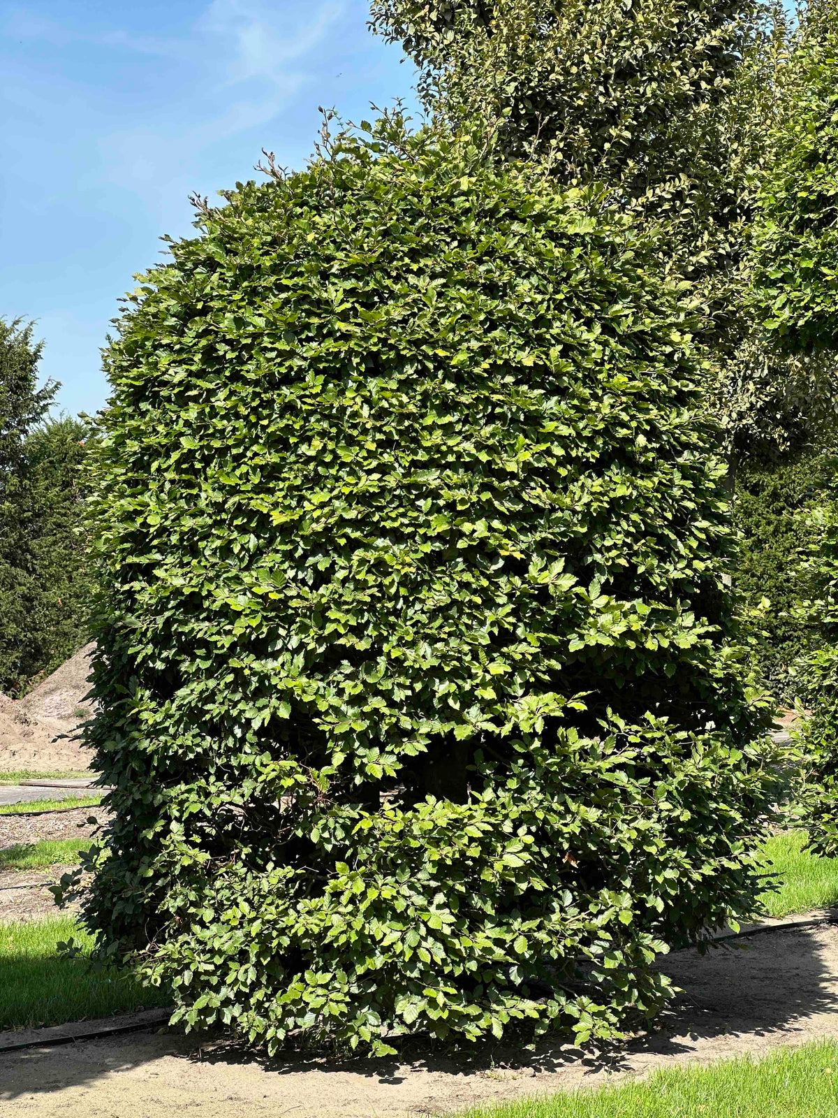 FS TOPIARY #201