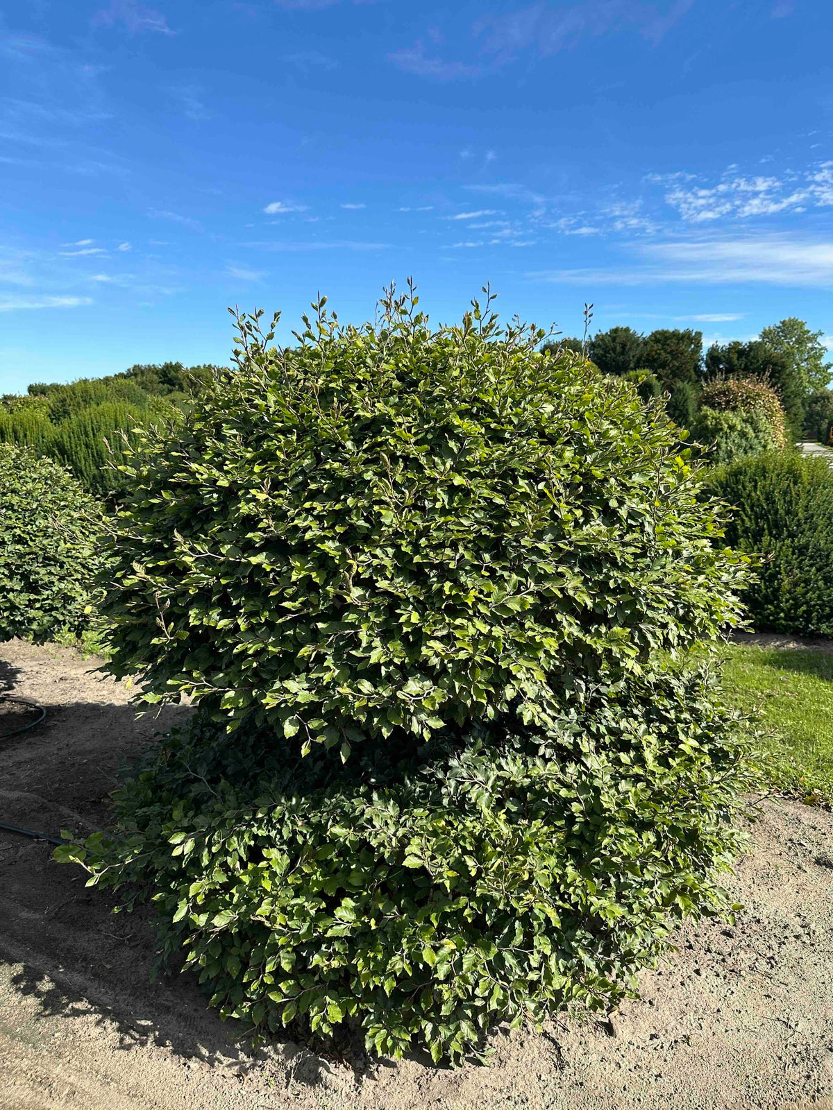 FS TOPIARY #202