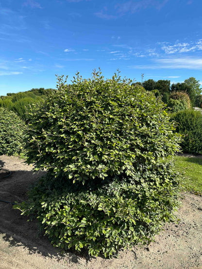 FS TOPIARY #202