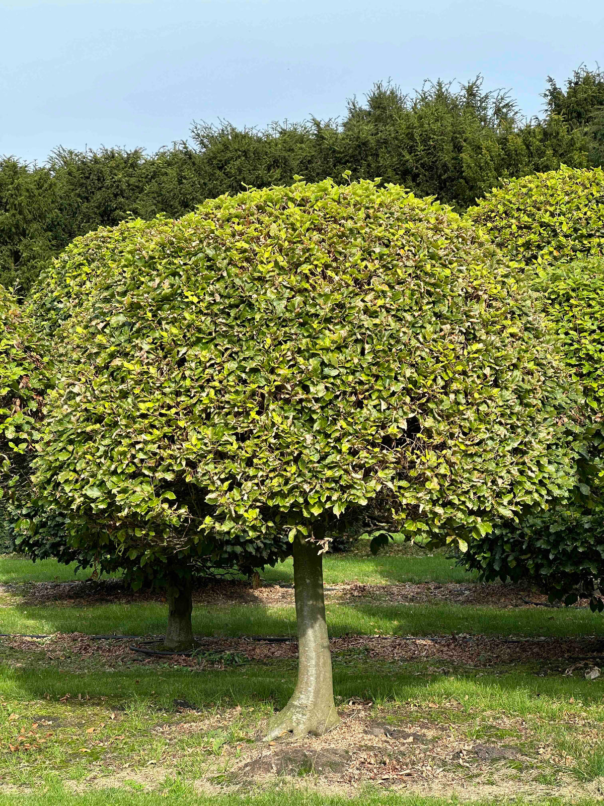FS TOPIARY #204