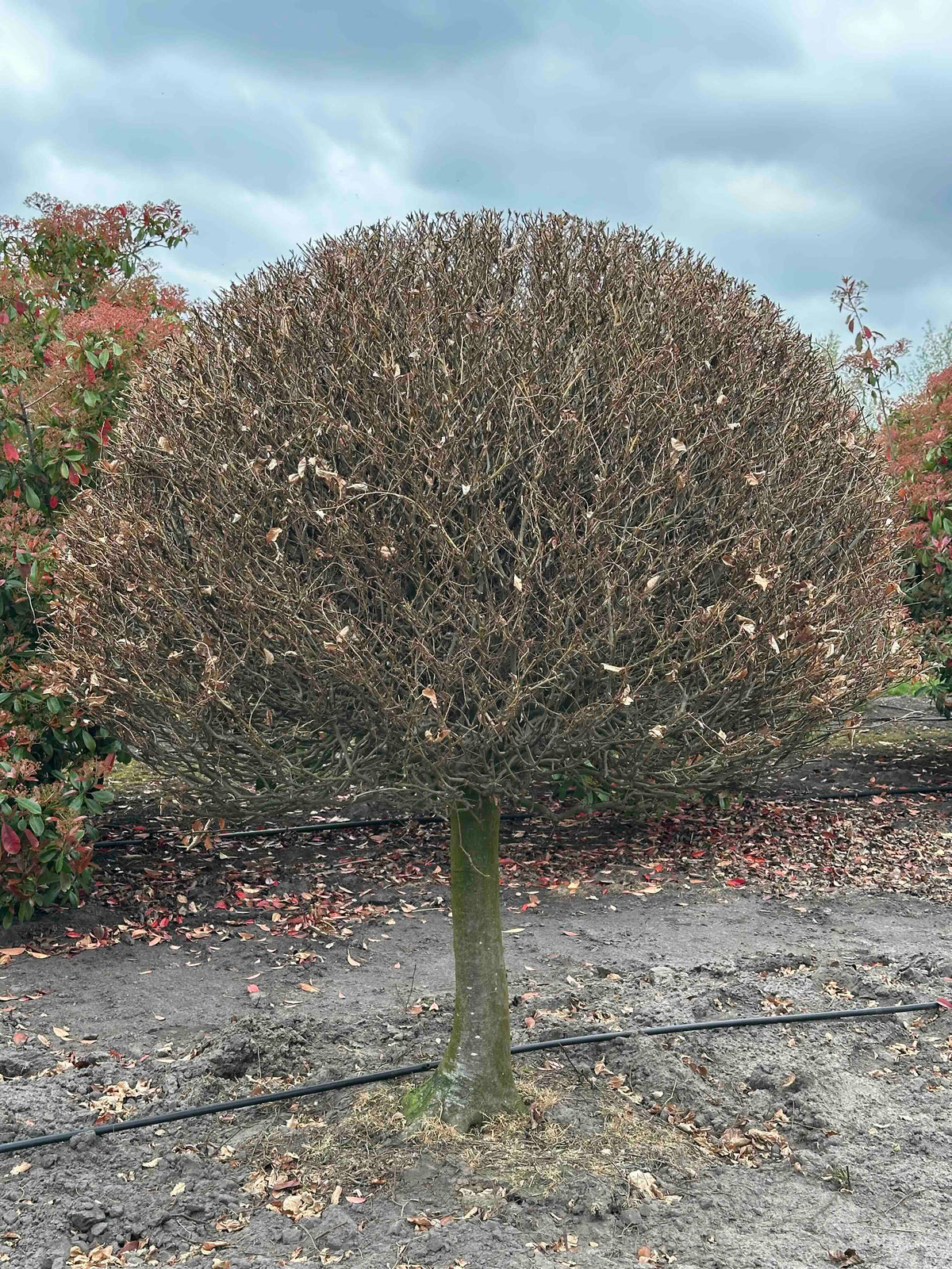 FS TOPIARY #204