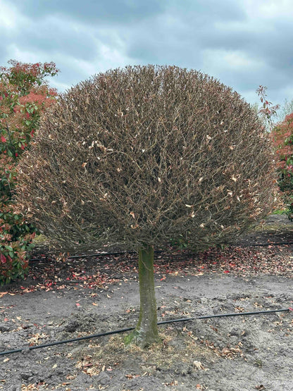 FS TOPIARY #204