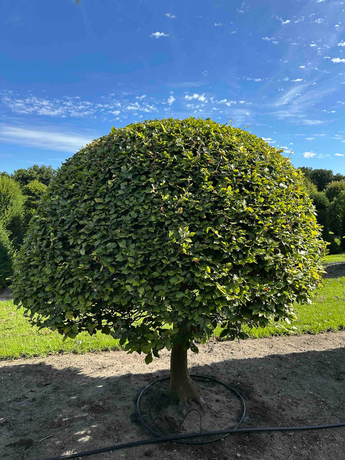 FS TOPIARY #204