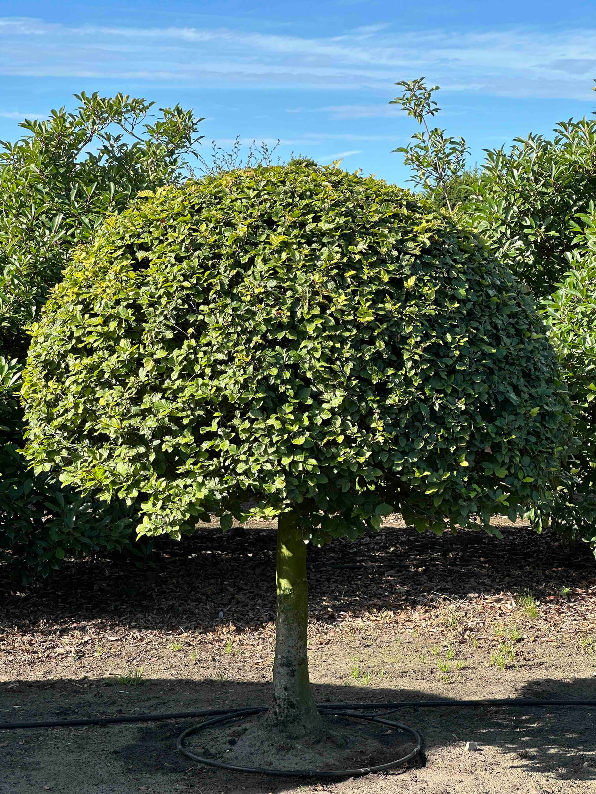 FS TOPIARY #205