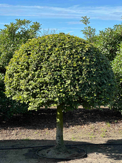 FS TOPIARY #205