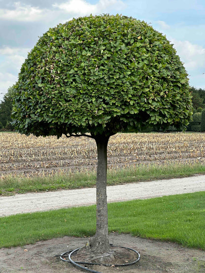FS TOPIARY #207