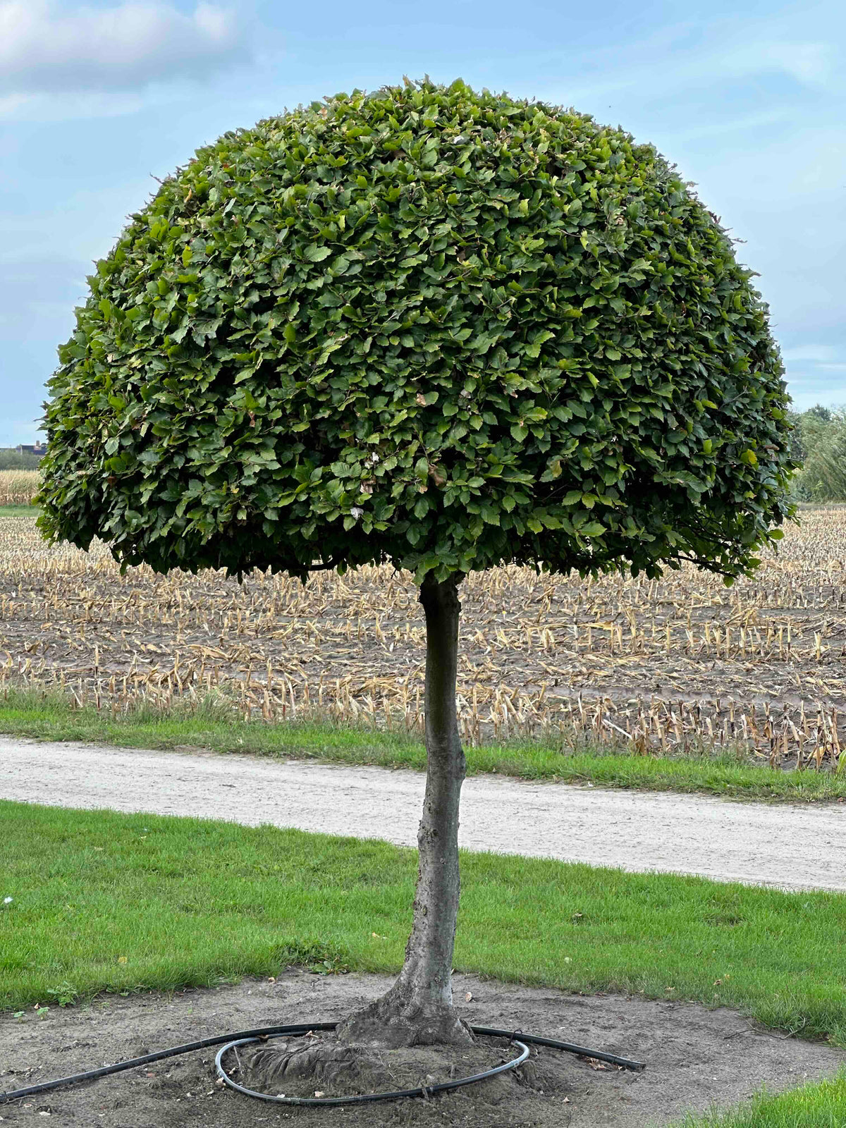 FS TOPIARY #207