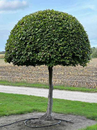FS TOPIARY #207