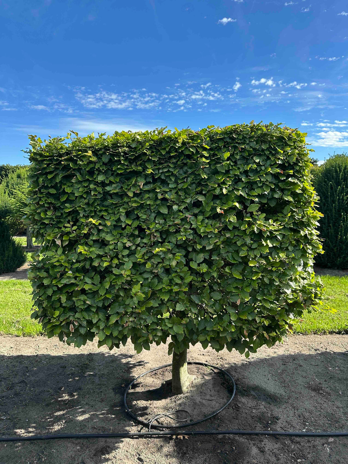 FS TOPIARY #210