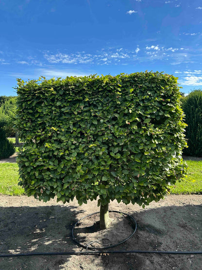 FS TOPIARY #210