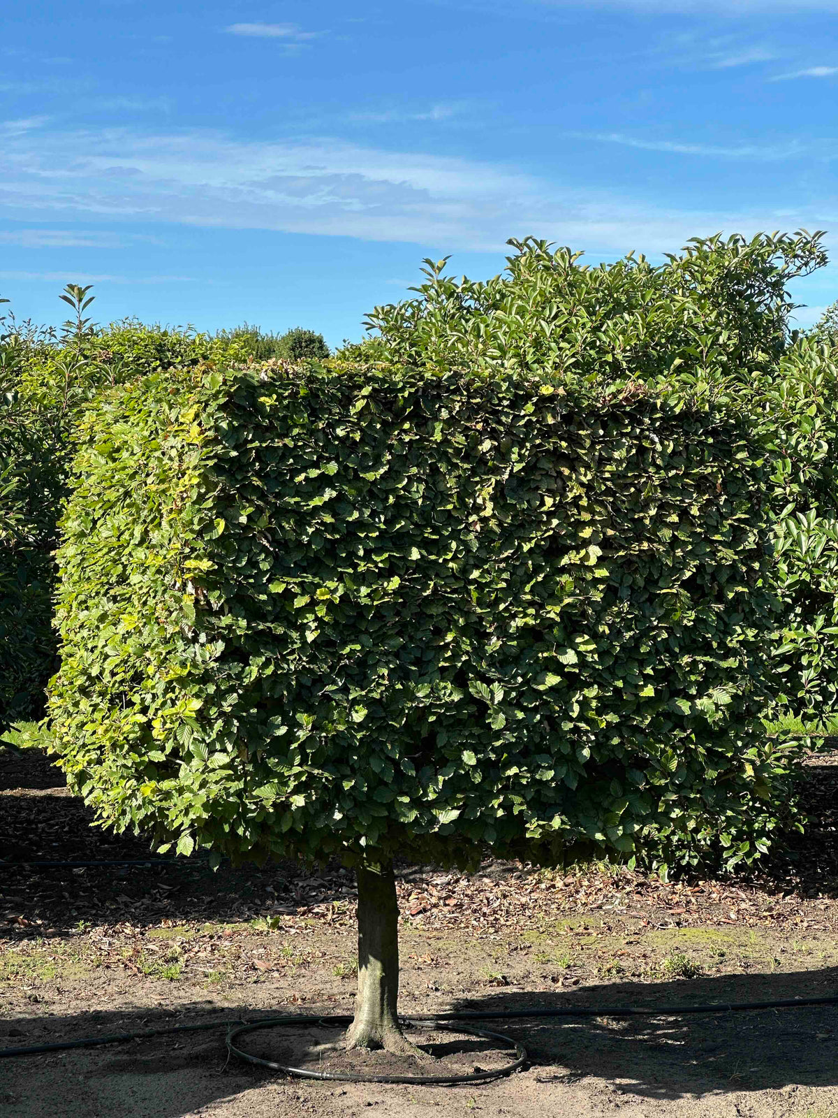FS TOPIARY #210