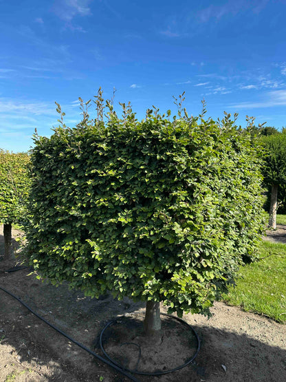 FS TOPIARY #212