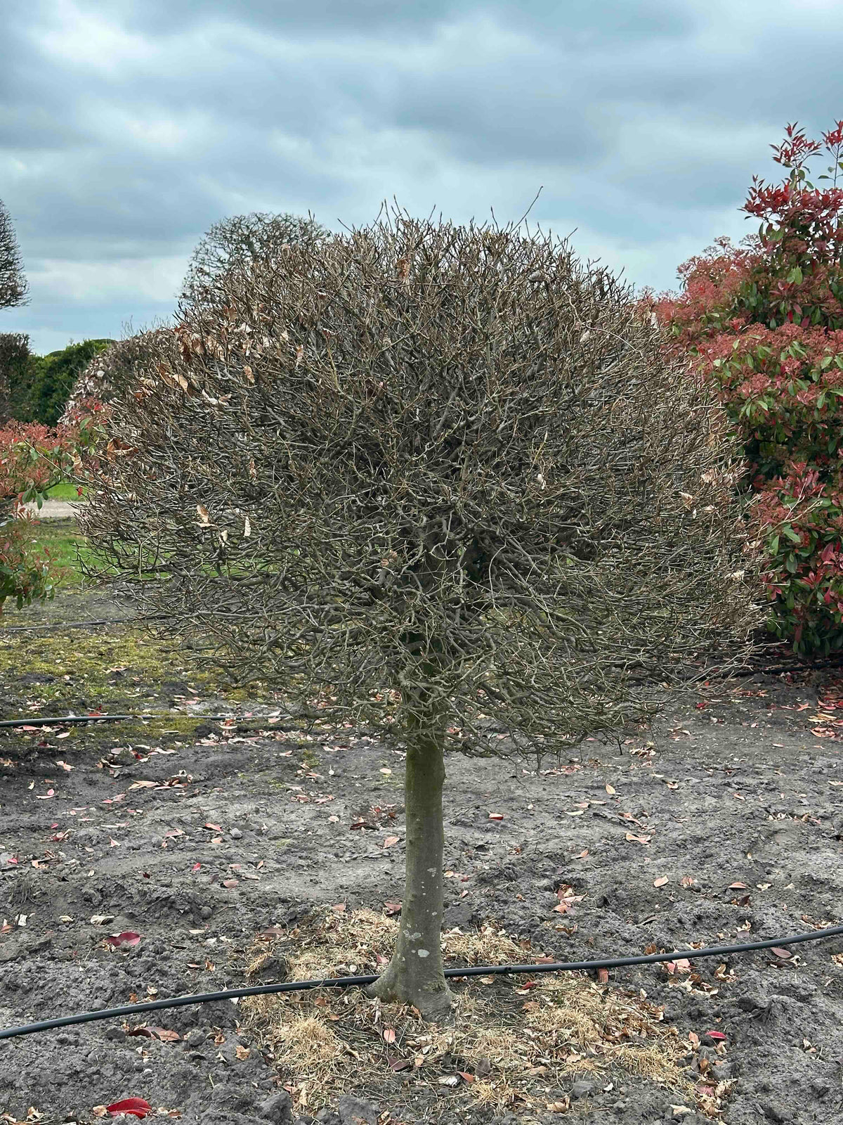 FS TOPIARY #213