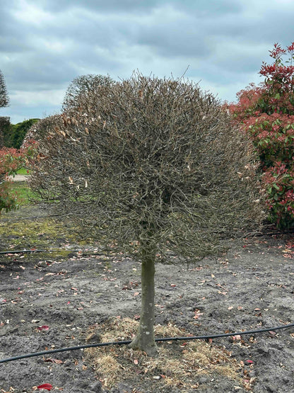FS TOPIARY #213