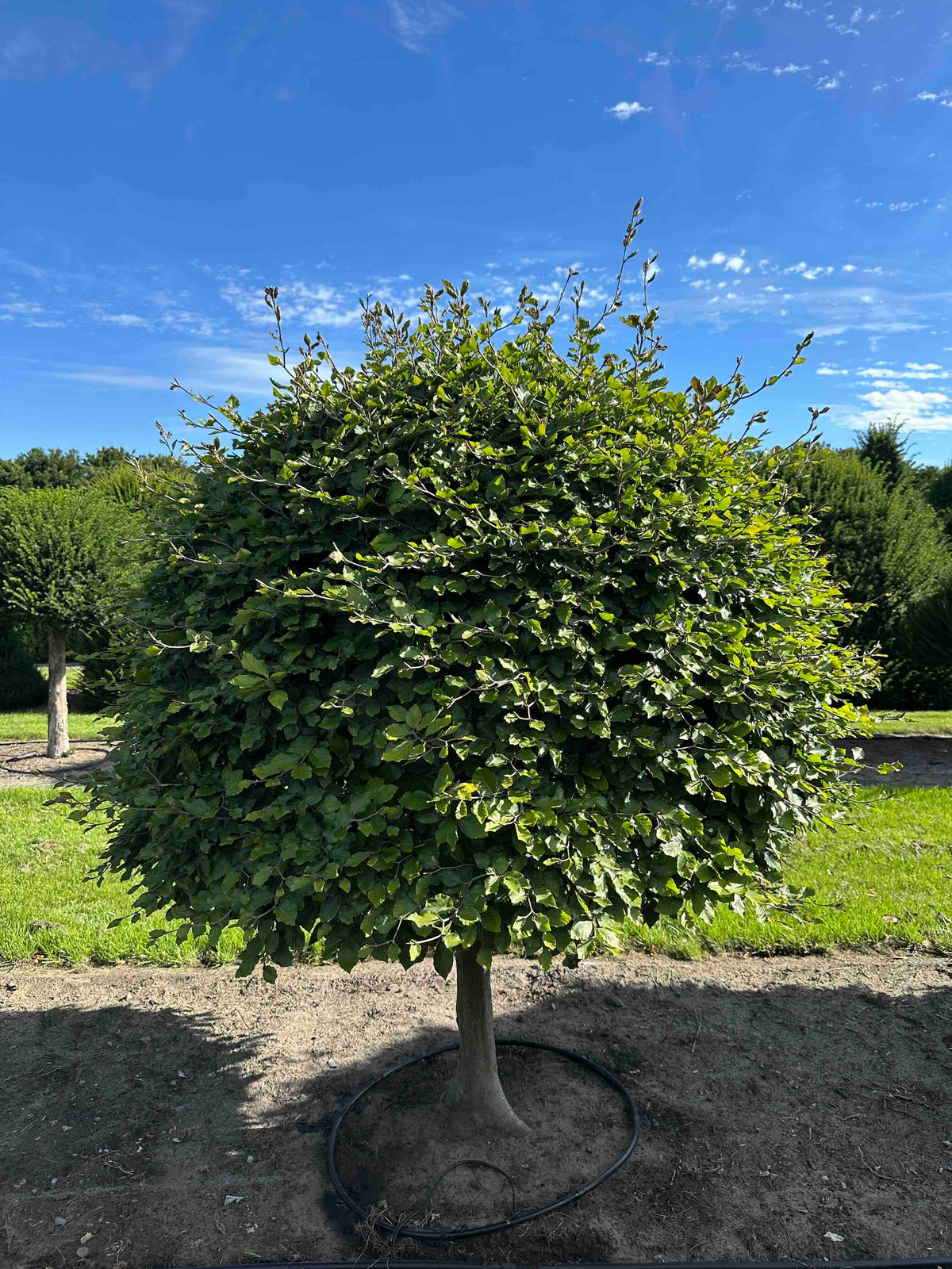 FS TOPIARY #213