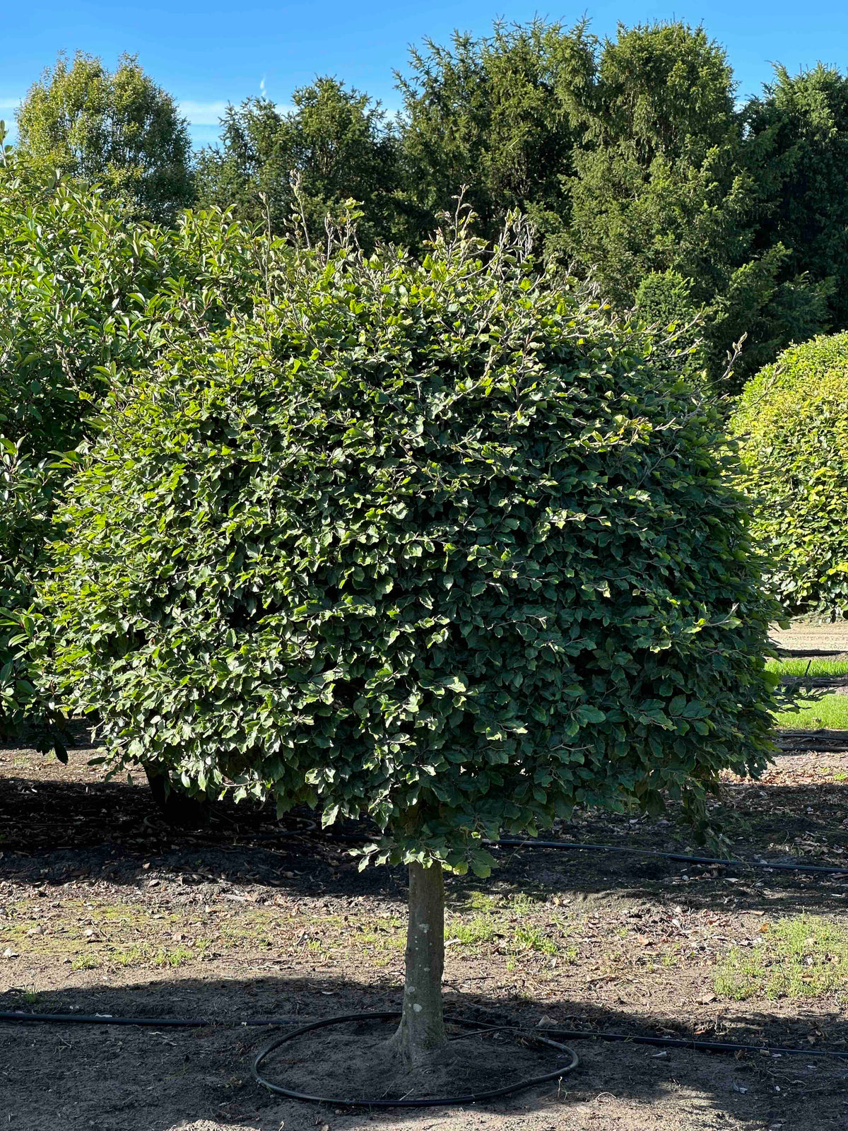FS TOPIARY #213