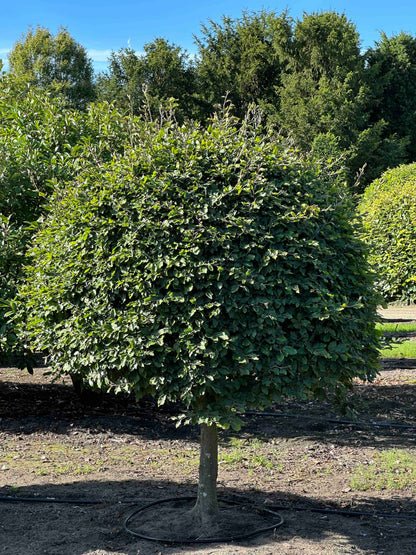 FS TOPIARY #213