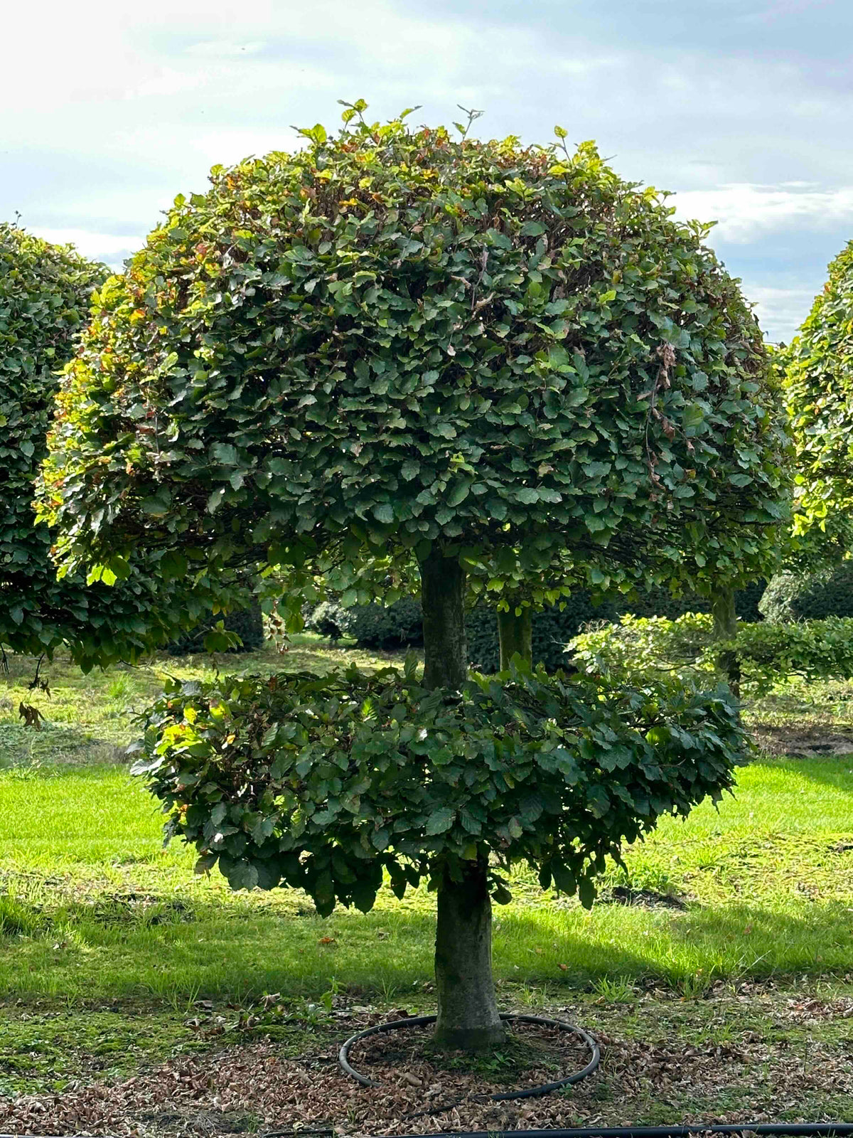 FS TOPIARY #214